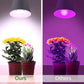 olafus grow light light bulbs